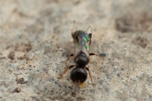Spilomena troglodytes